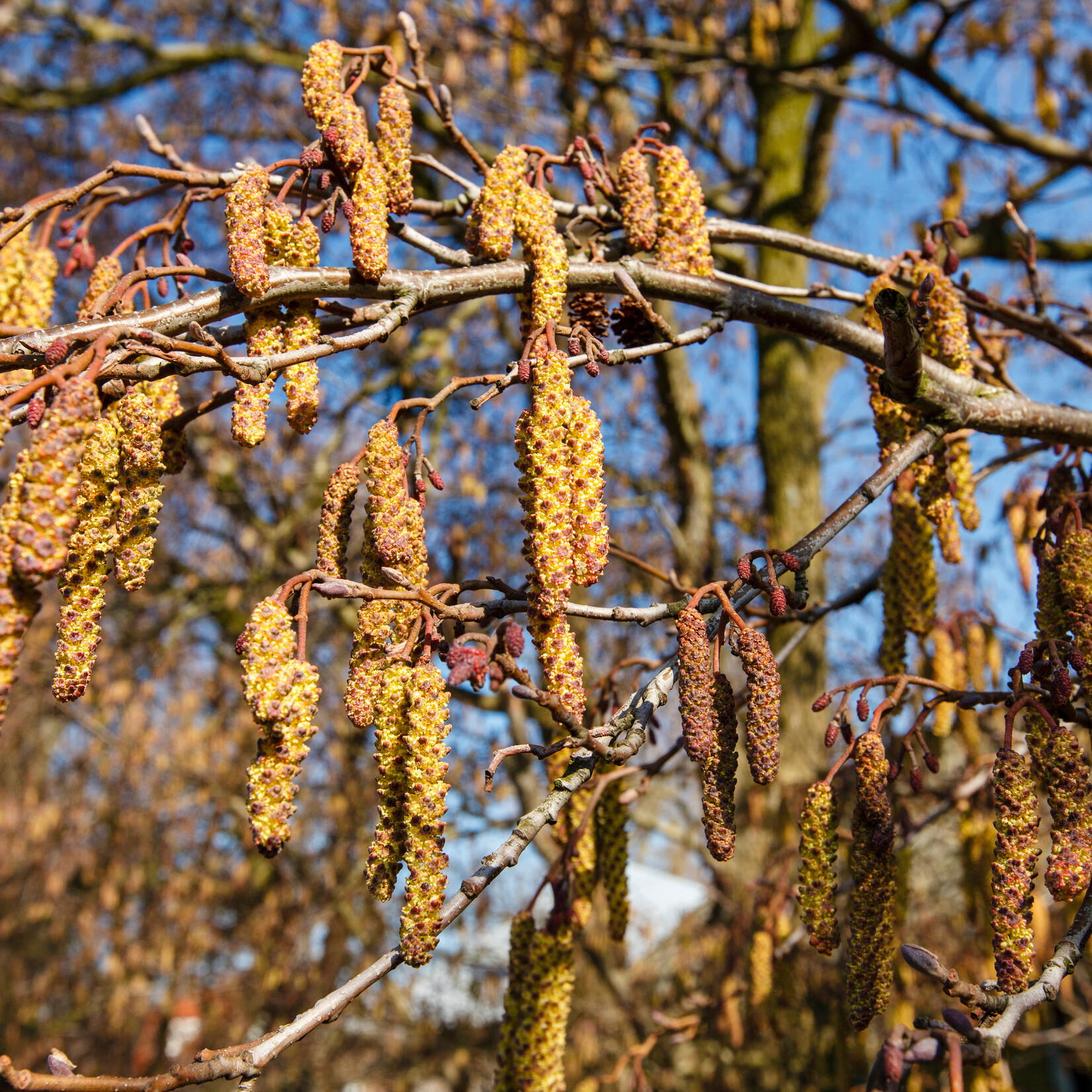 Alnus glutinosa - zwarte els
