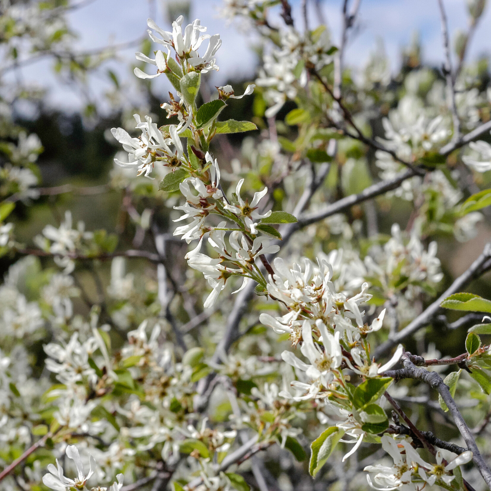 Amelanchier ovalis - Europees krenteboompje