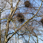 Betula pendula
