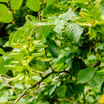 Carpinus betulus