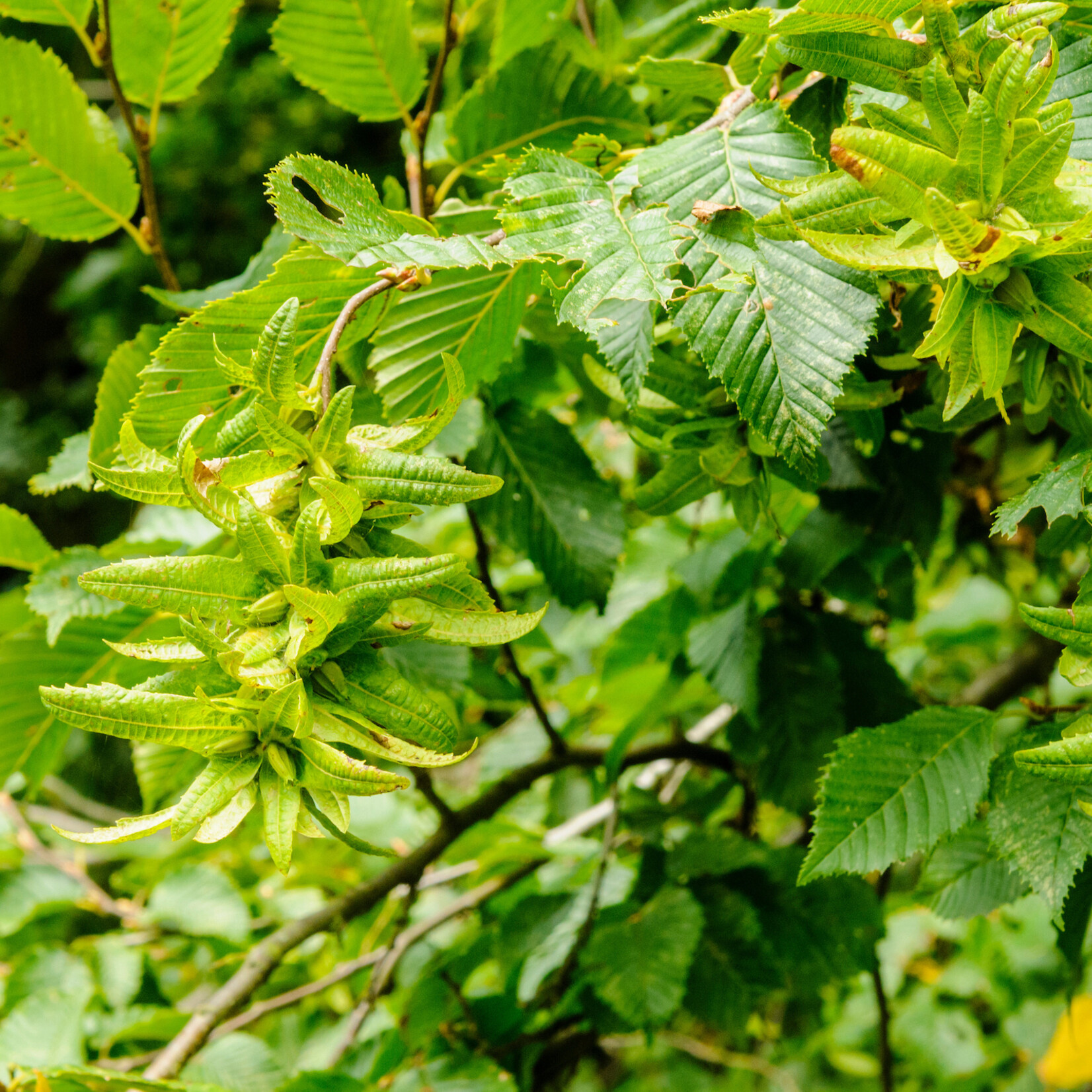 Carpinus betulus - haagbeuk