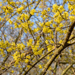 Cornus mas
