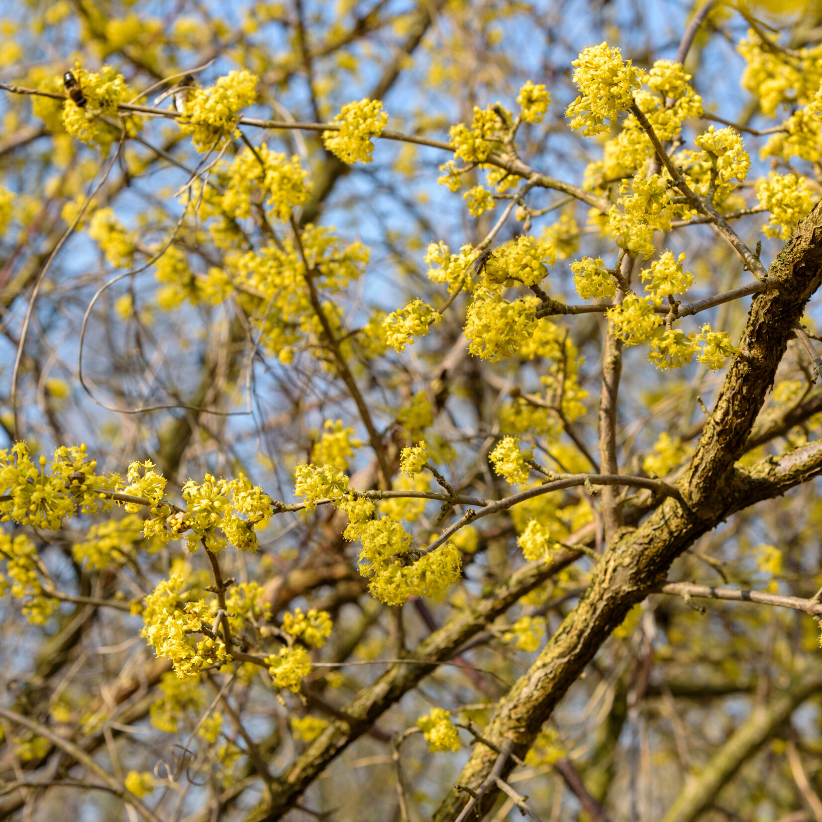 Cornus mas - gele kornoelje
