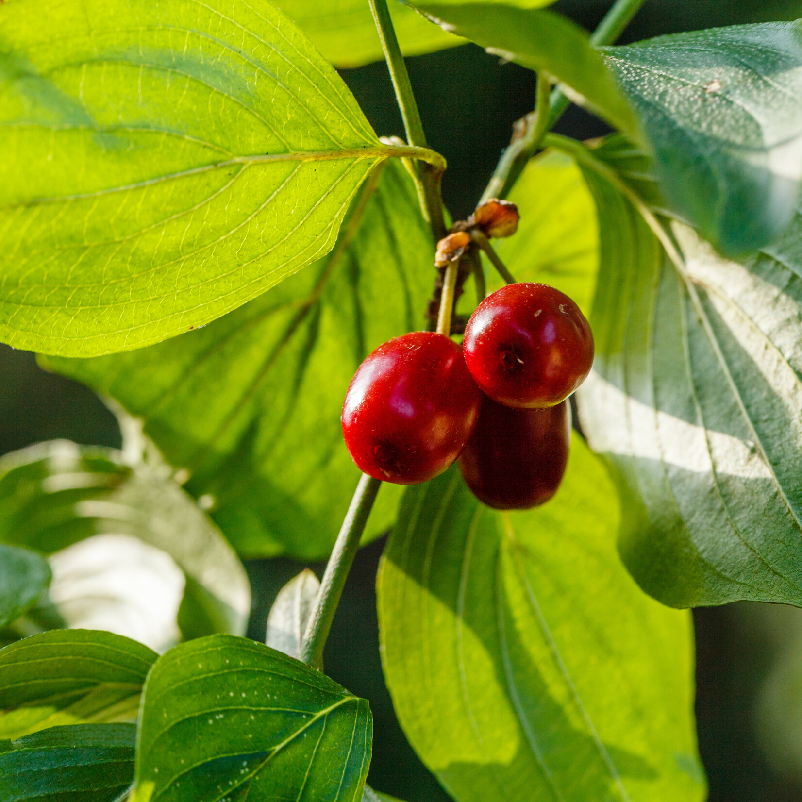 Cornus mas - gele kornoelje