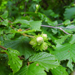 Corylus avellana