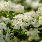Crataegus monogyna