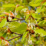 Fagus sylvatica