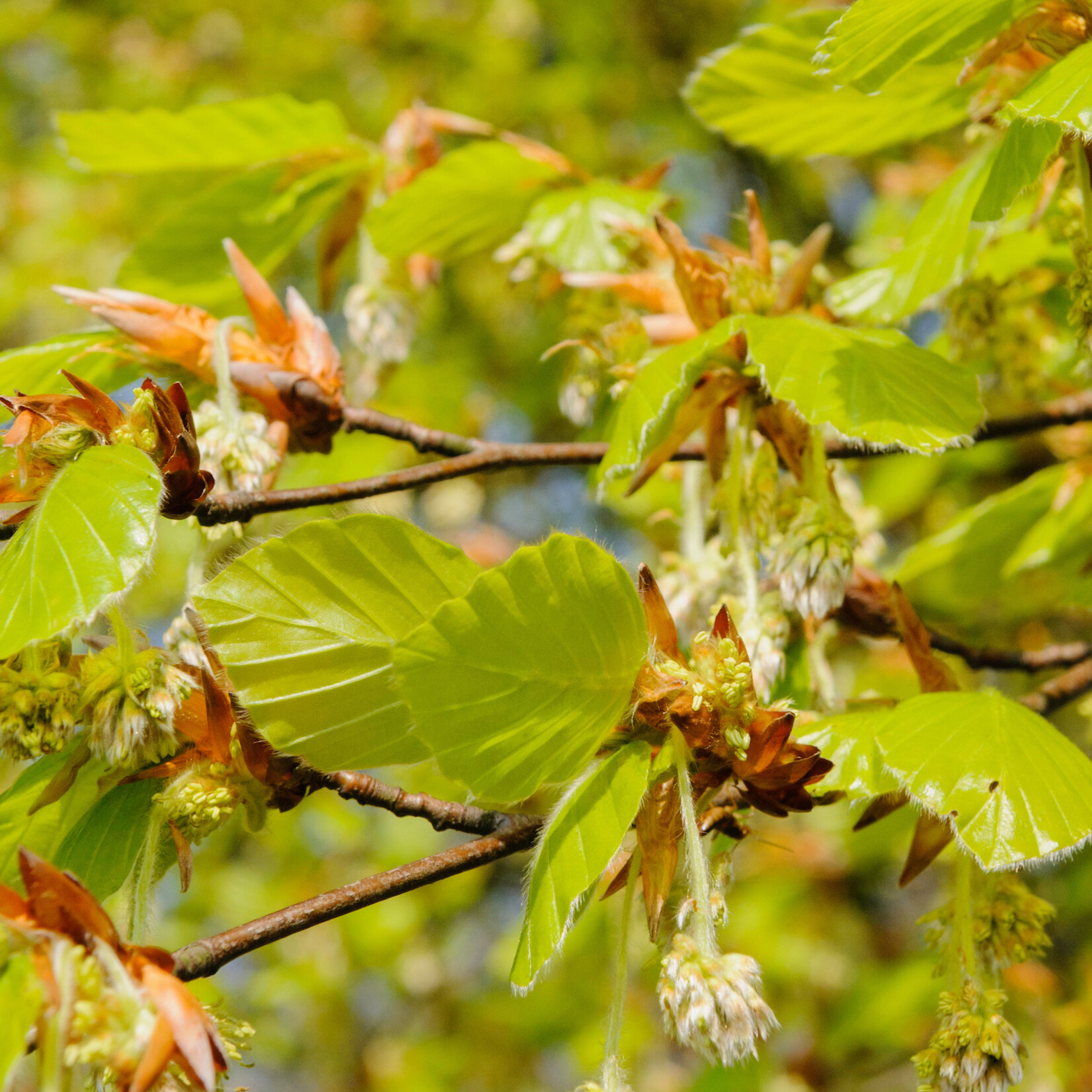 Fagus sylvatica - bruine beuk