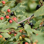 Frangula alnus (= Rhamnus frangula)