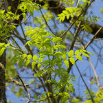 Fraxinus excelsior