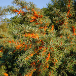 Hippophae rhamnoides