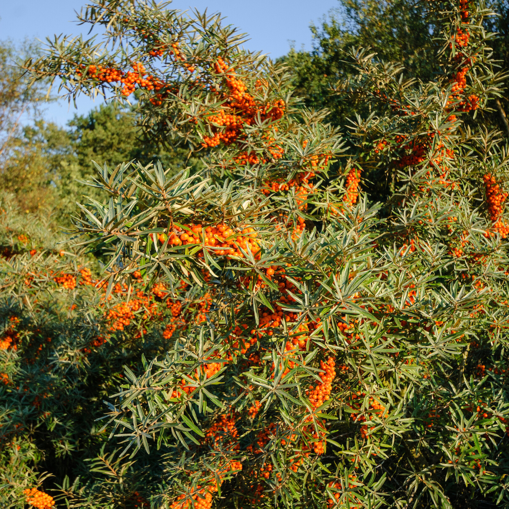 Hippophae rhamnoides - wilde duindoorn