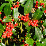 Ilex aquifolium
