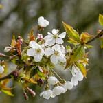 Prunus avium