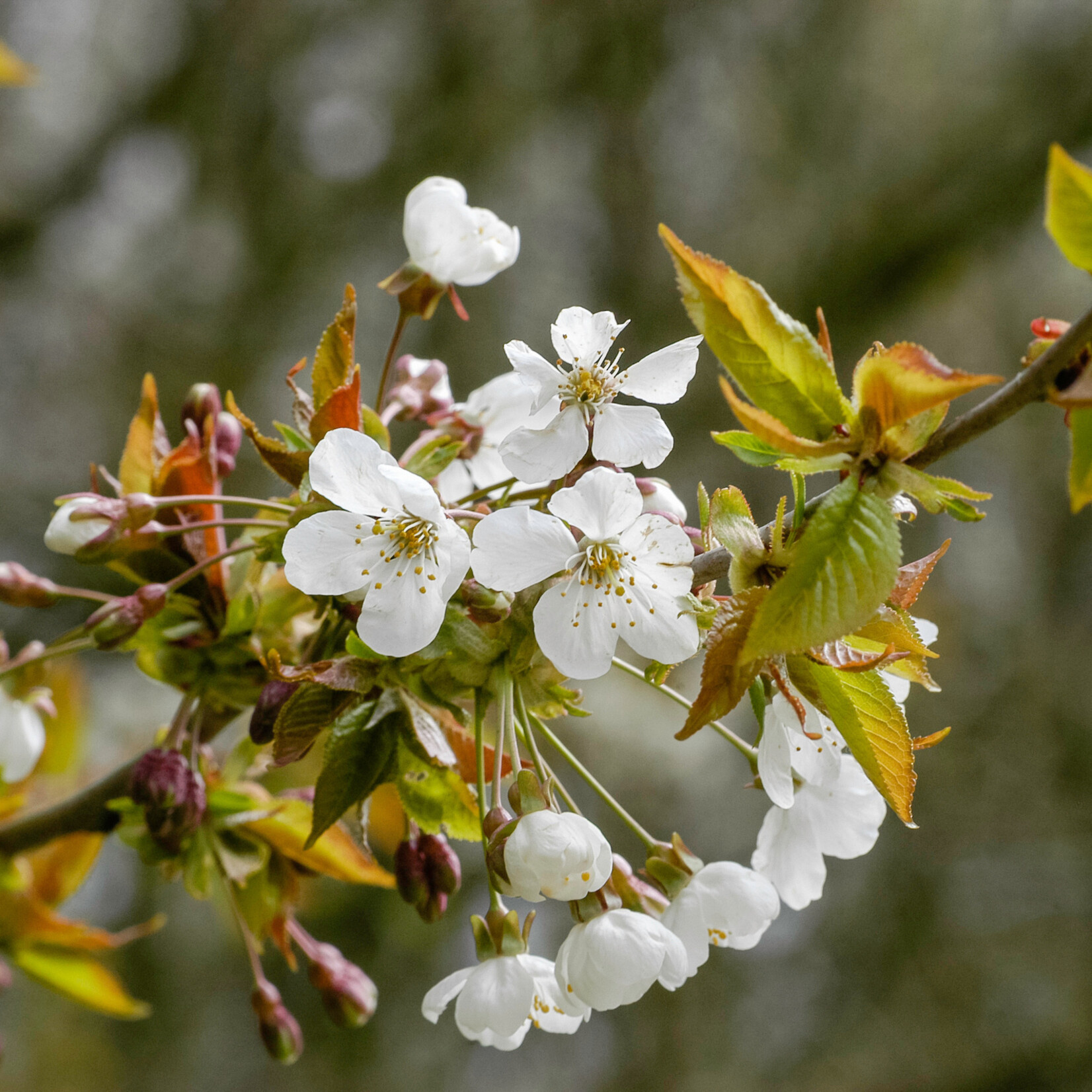 Prunus avium - zoete kers, boskers