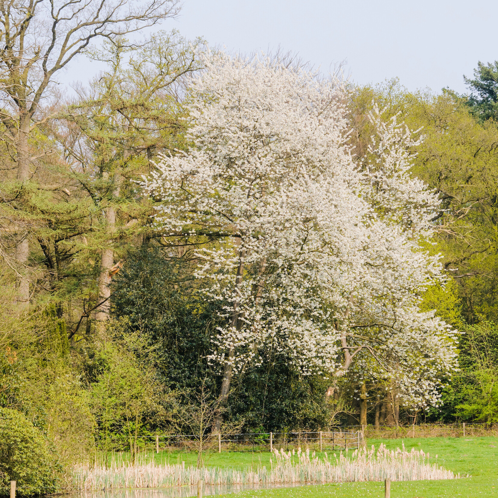 Prunus avium - zoete kers, boskers