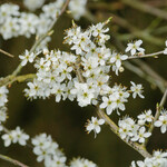 Prunus spinosa