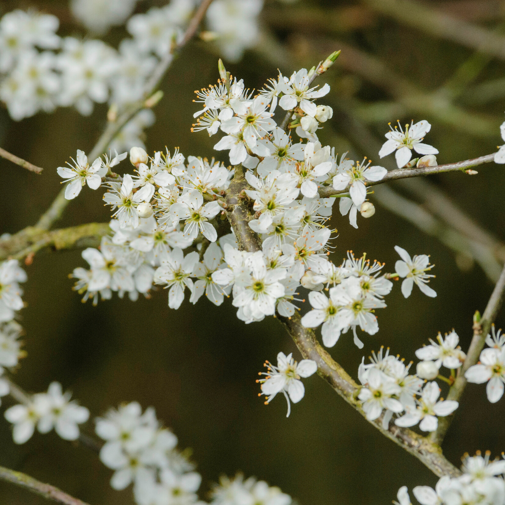 Prunus spinosa - sleedoorn