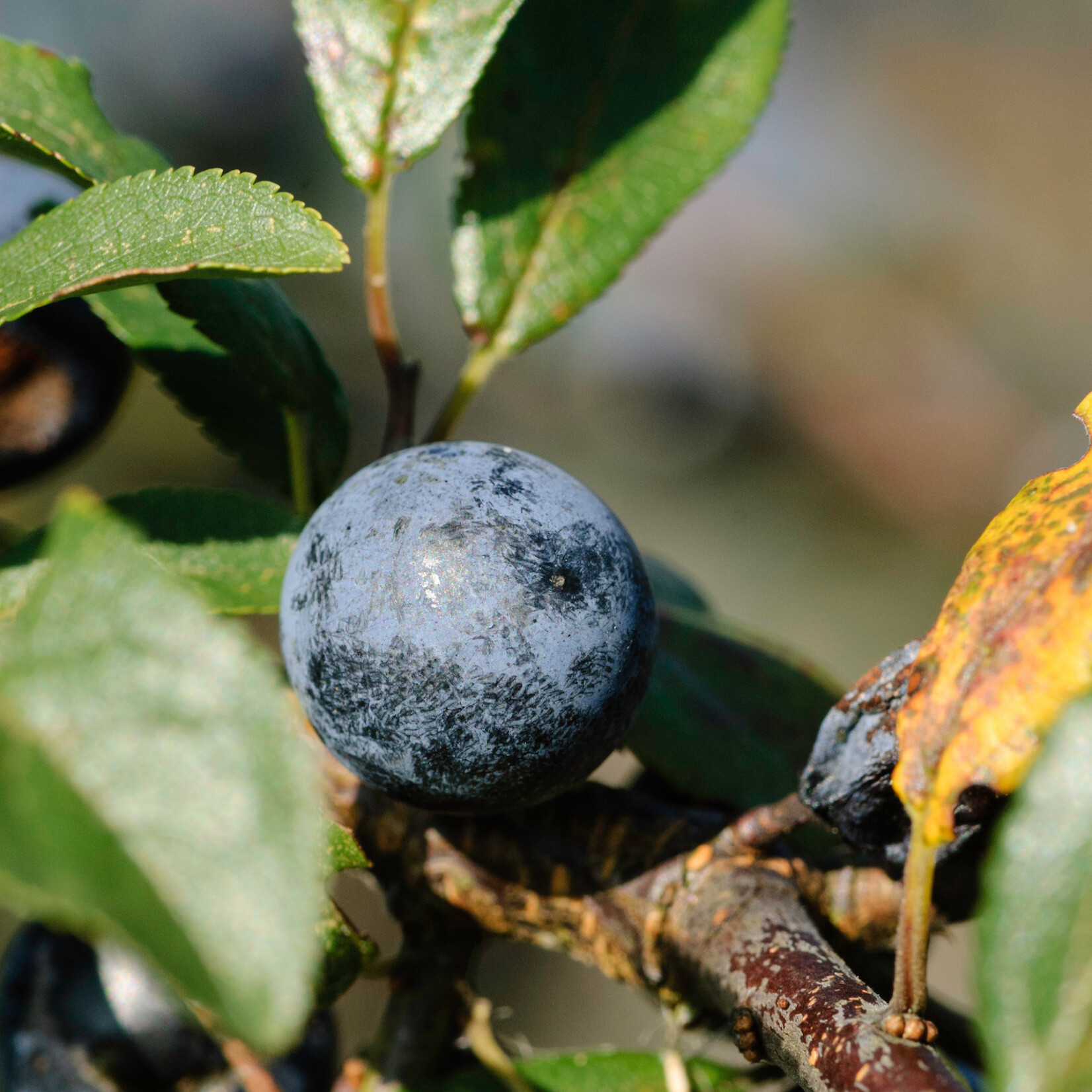 Prunus spinosa - sleedoorn