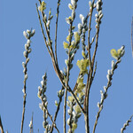 Salix caprea