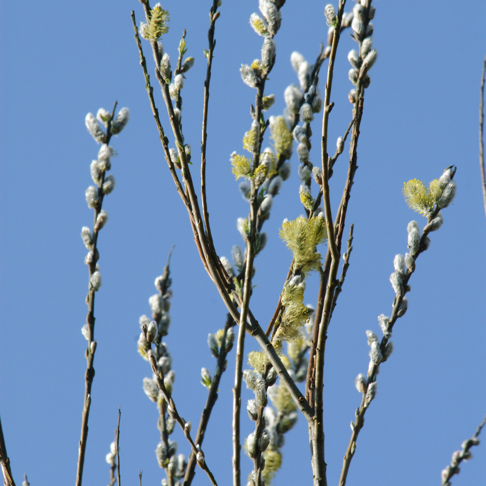 Salix caprea - boswilg