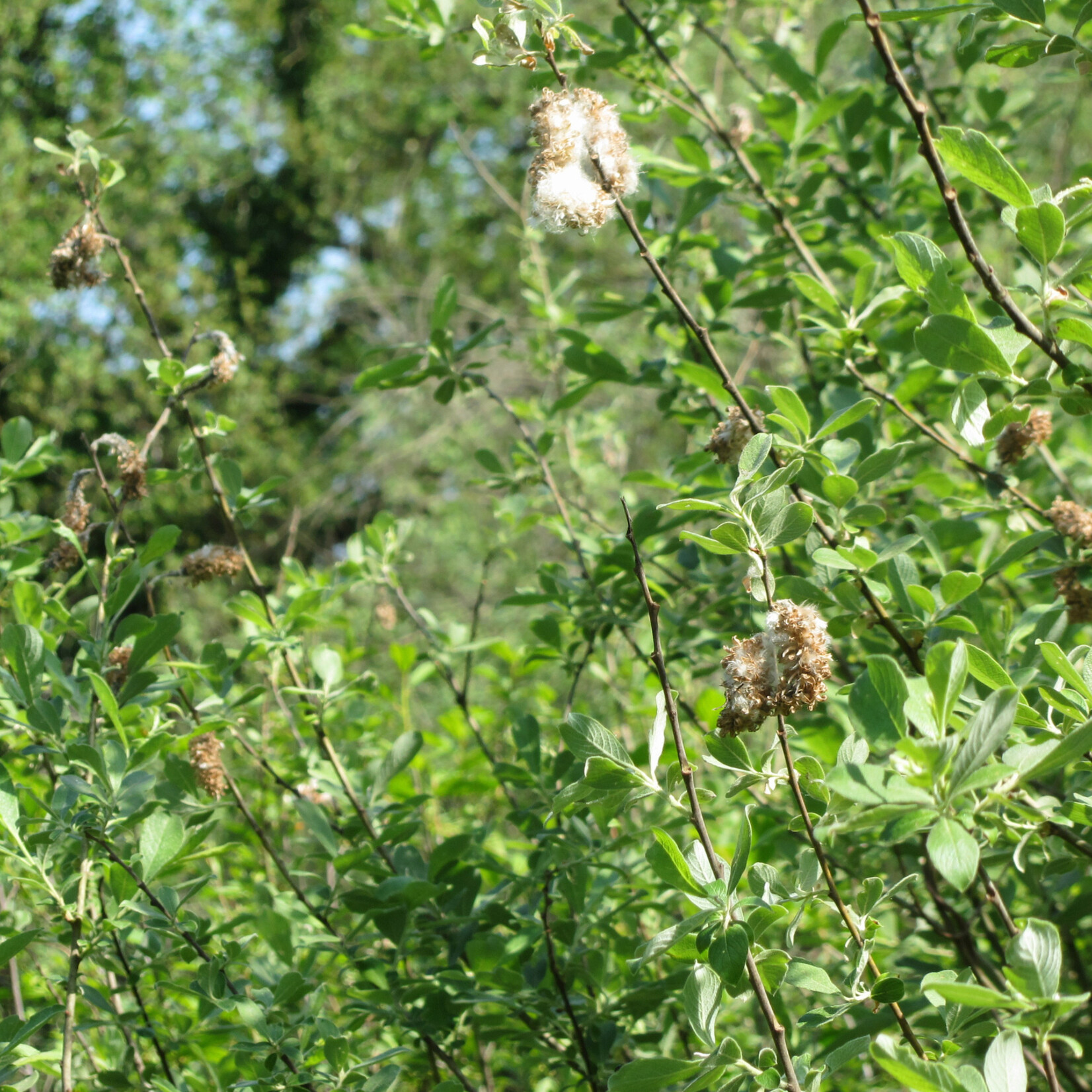 Salix cinerea - grauwe wilg
