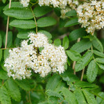 Sorbus aucuparia