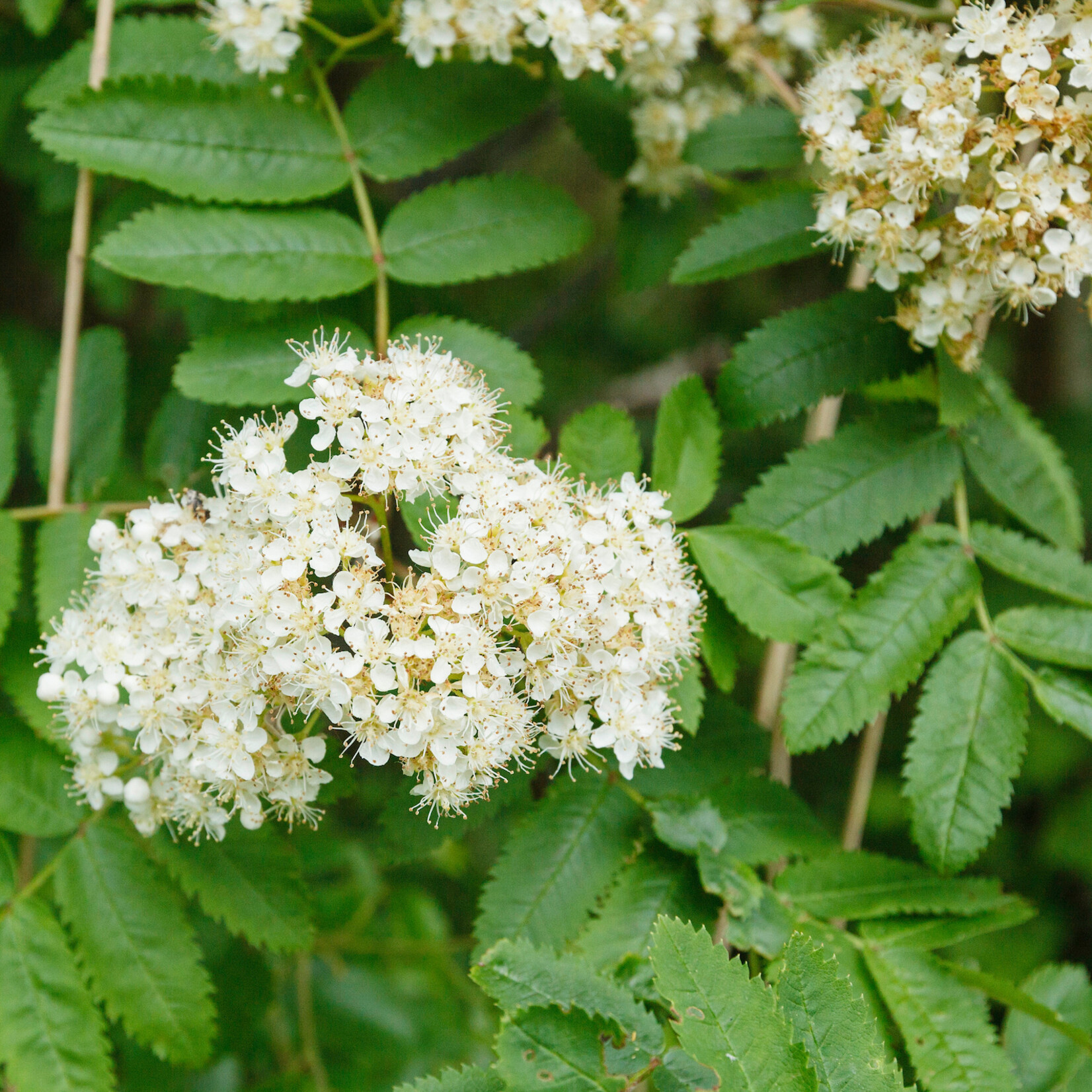 Sorbus aucuparia - wilde lijsterbes