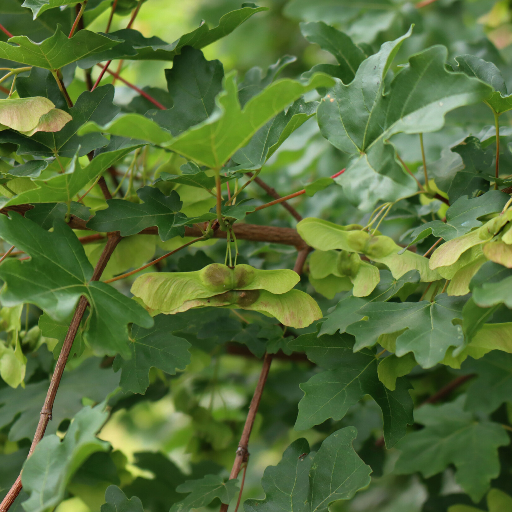 Acer campestre - veldesdoorn, Spaanse aak