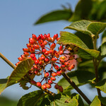 Viburnum lantana