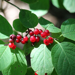 Lonicera xylosteum
