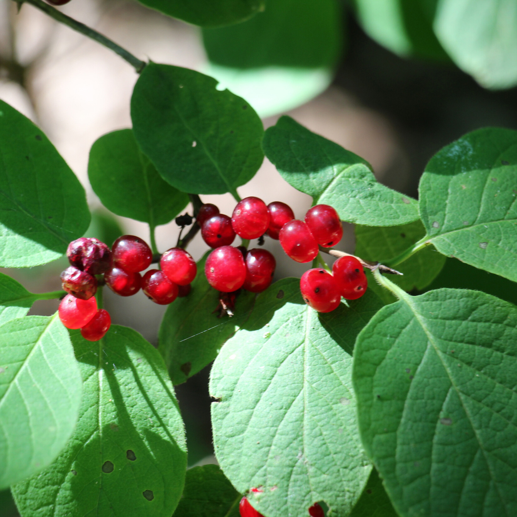 Lonicera xylosteum - rode kamperfoelie