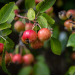 Malus sylvestris