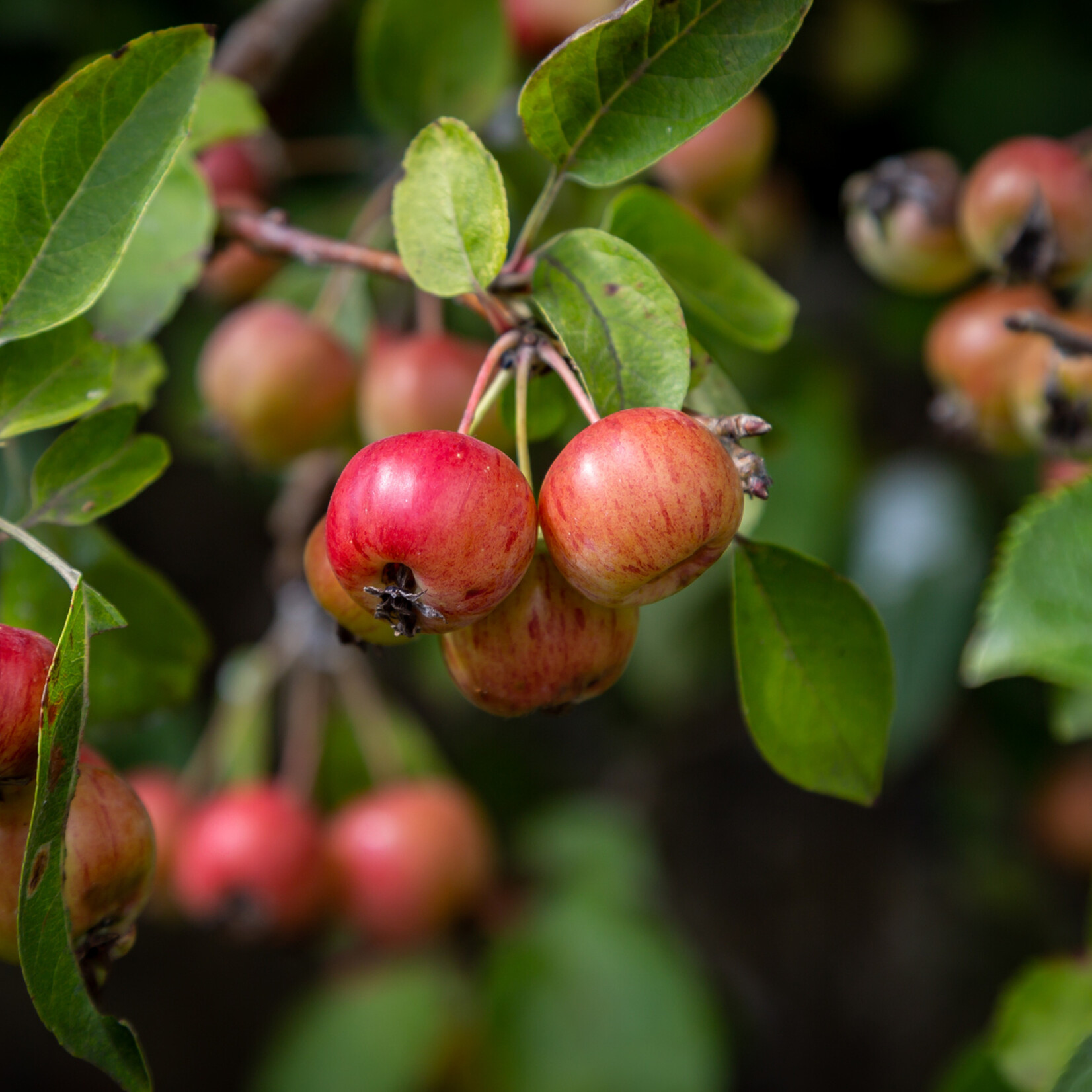 Malus sylvestris - wilde appel