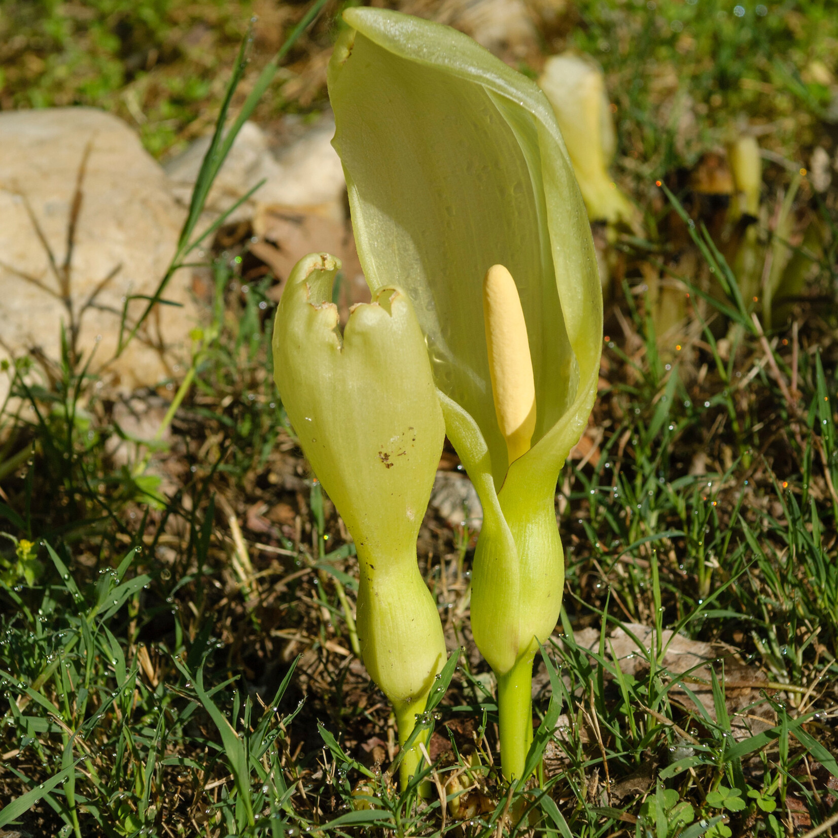 Arum italicum - italiaanse aronskelk