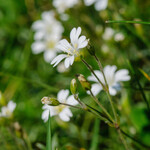 Cerastium arvense