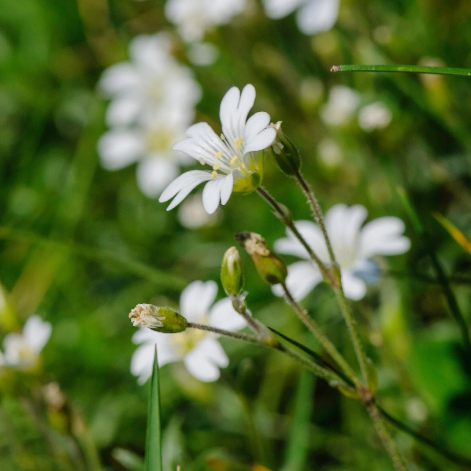 Cerastium arvense - akkerhoornbloem