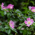 Rosa rubiginosa