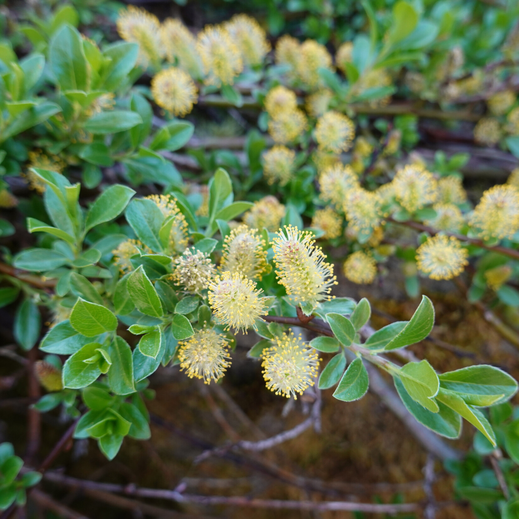 Salix cinerea - grauwe wilg
