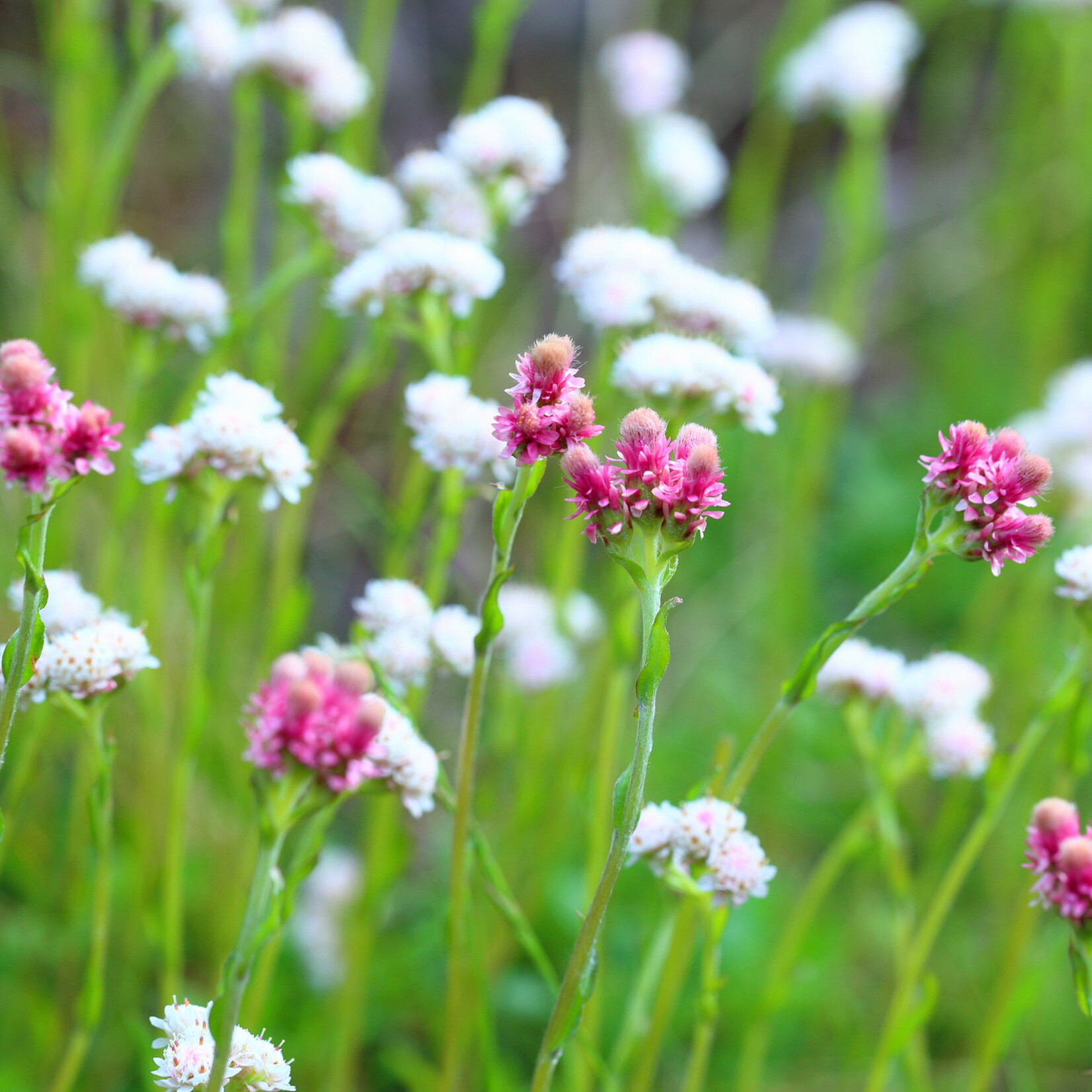 Antennaria dioica - rozenkransje