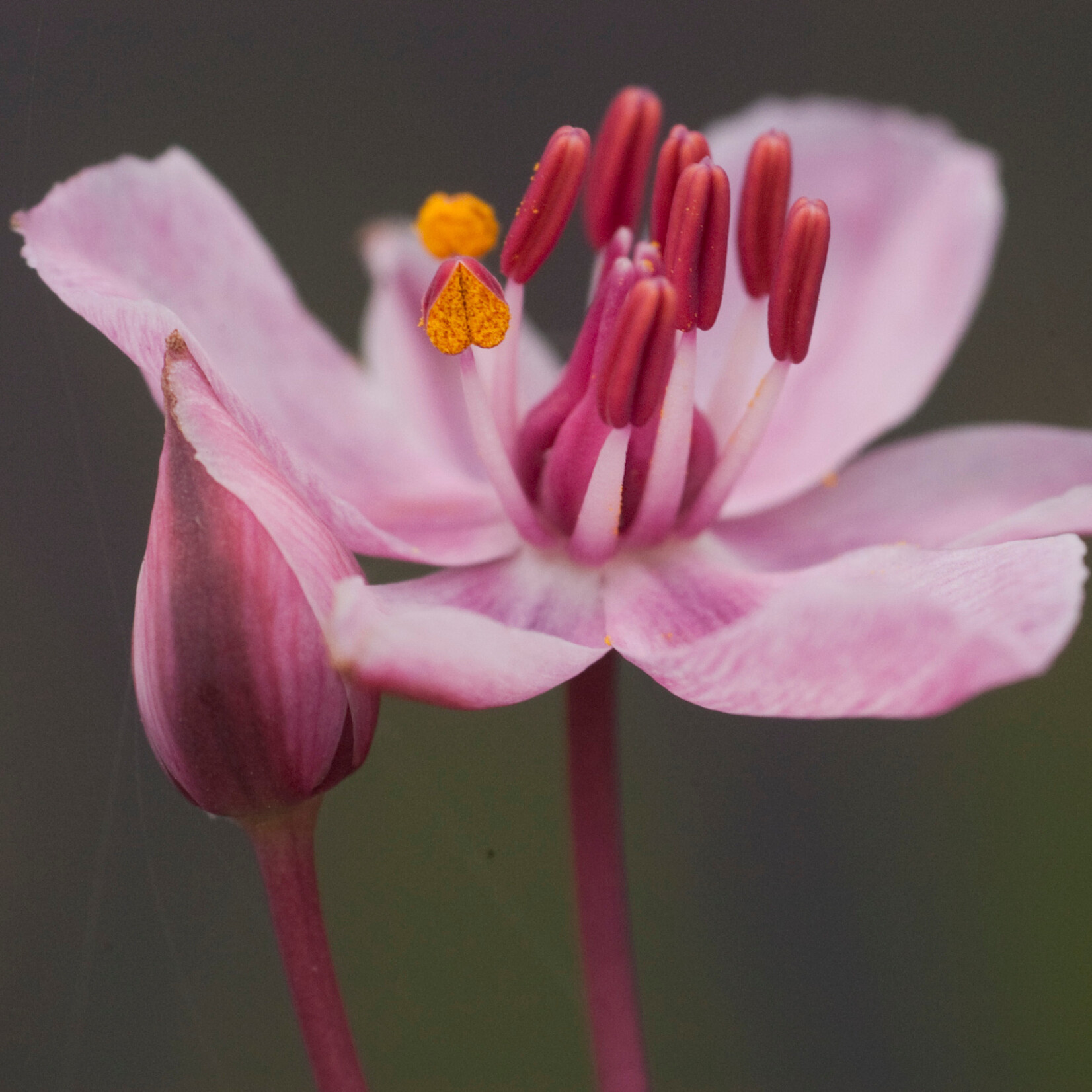 Butomus umbelllatus - zwanenbloem