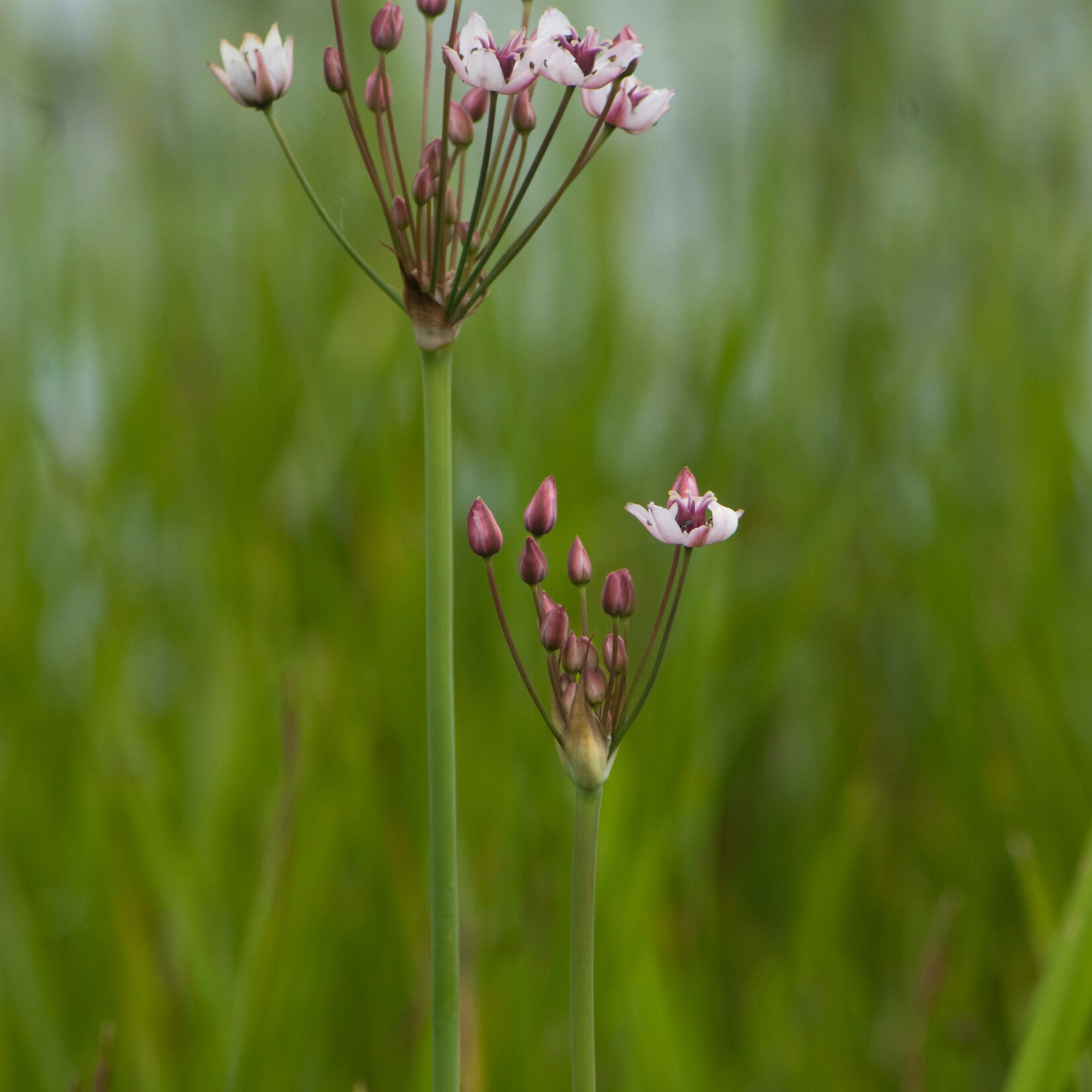 Butomus umbelllatus - zwanenbloem