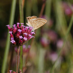 Verbena bonariensis