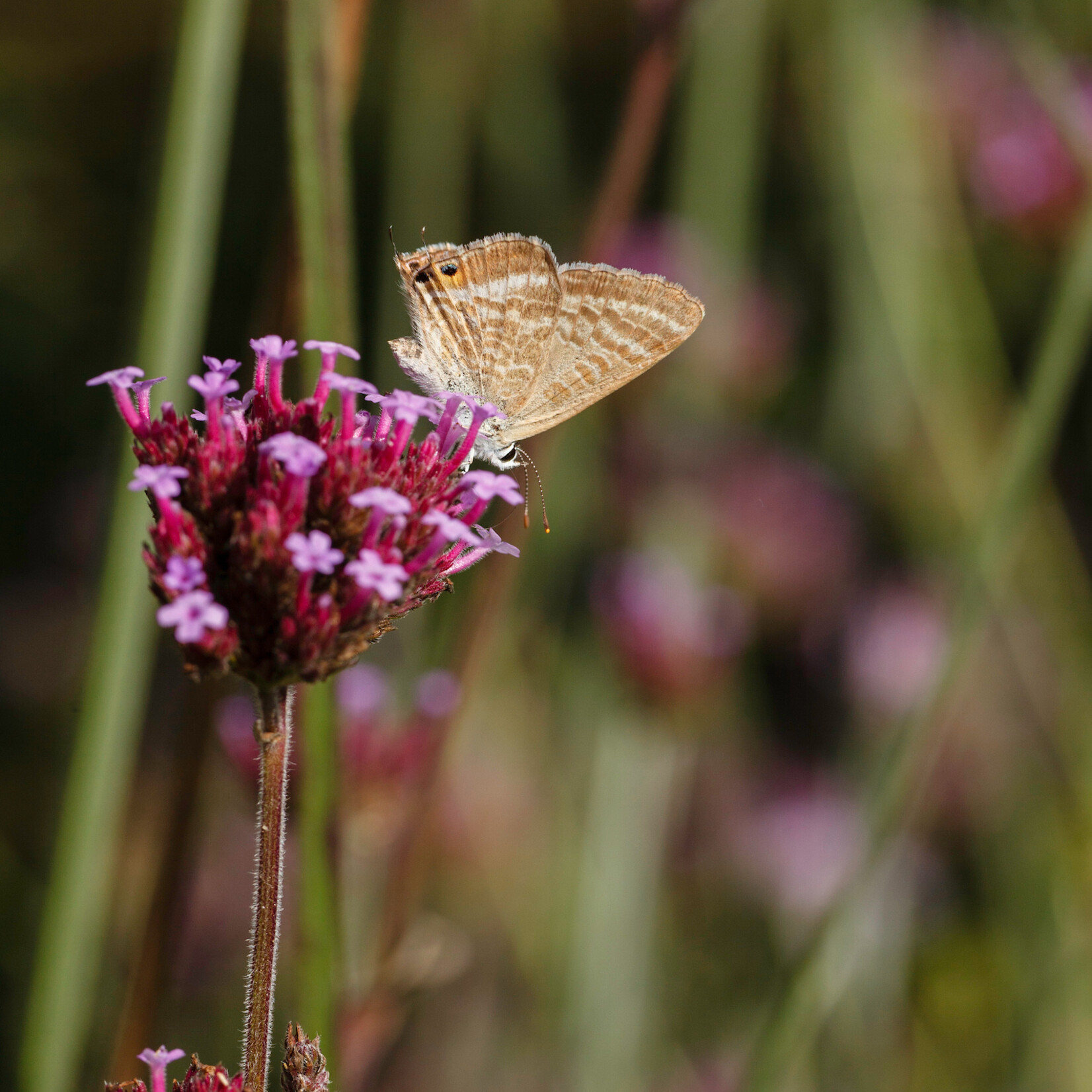 Verbena bonariensis - stijf ijzerhard