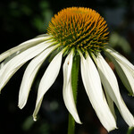 Echinacea purpurea 'Espinosa white'