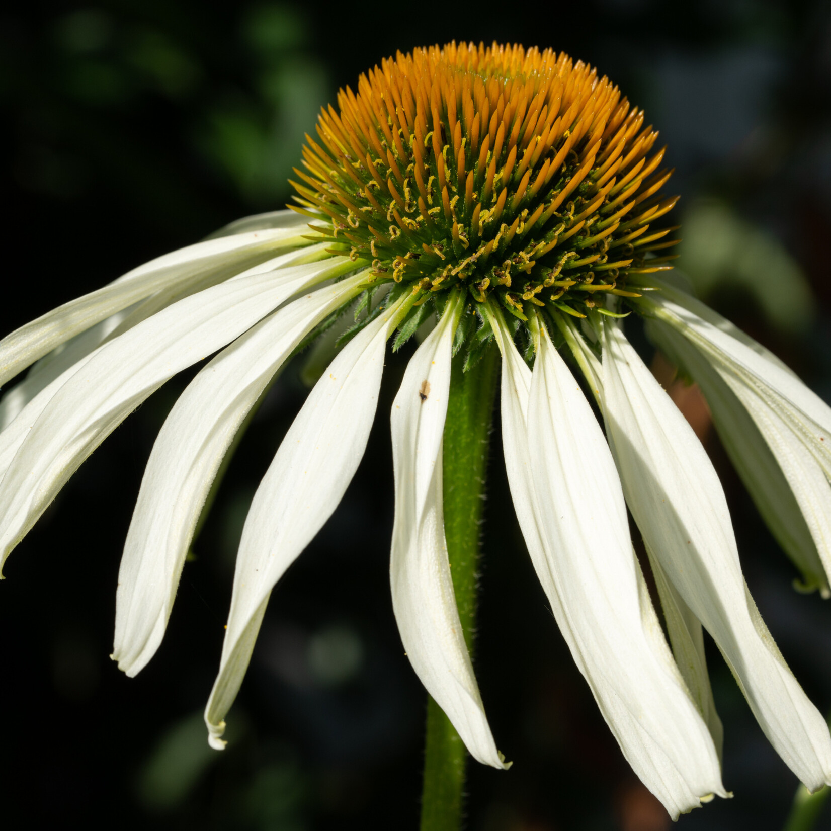 Echinacea purpurea 'Espinosa white' - zonnehoed