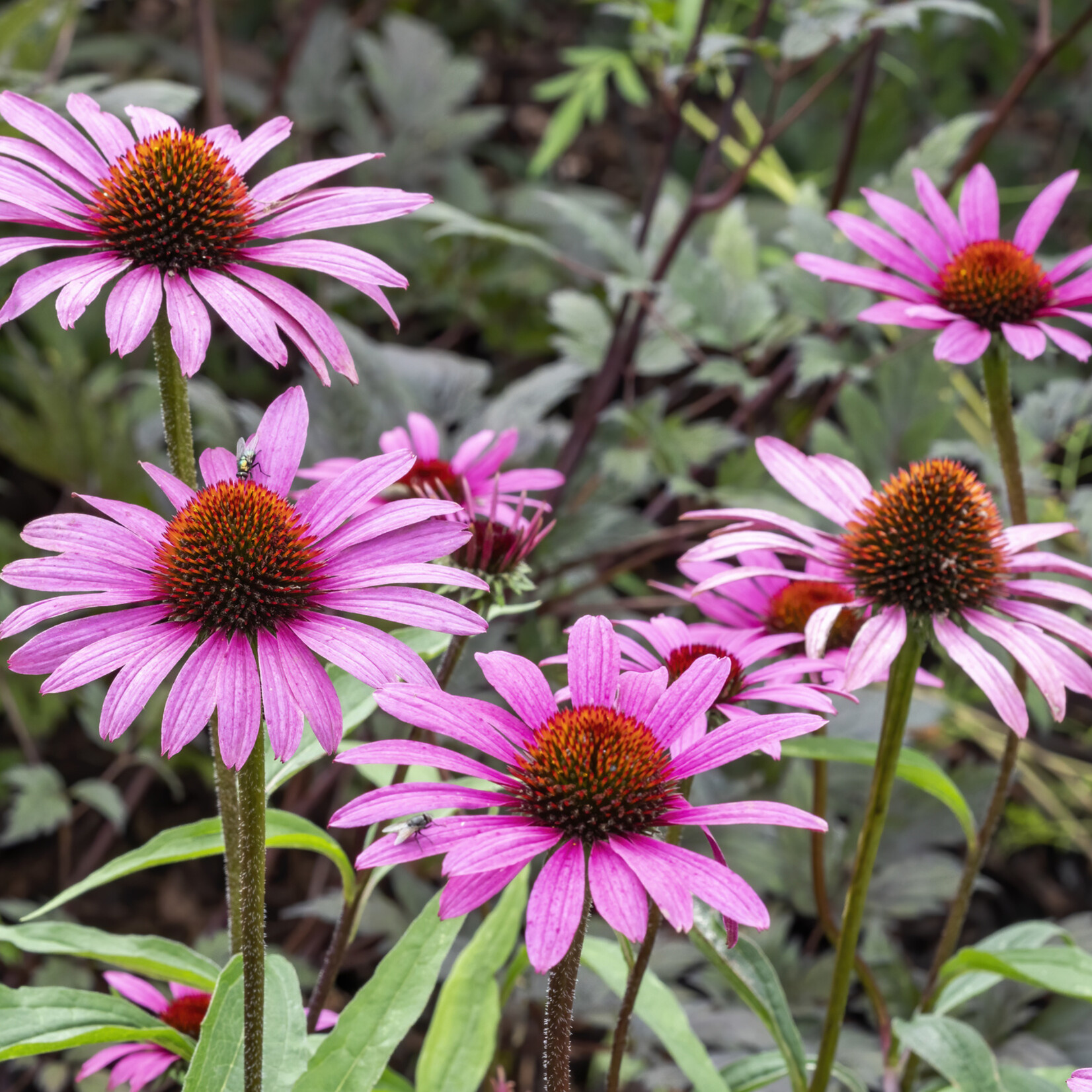 Echinacea purpurea 'Magnus' - rode zonnehoed