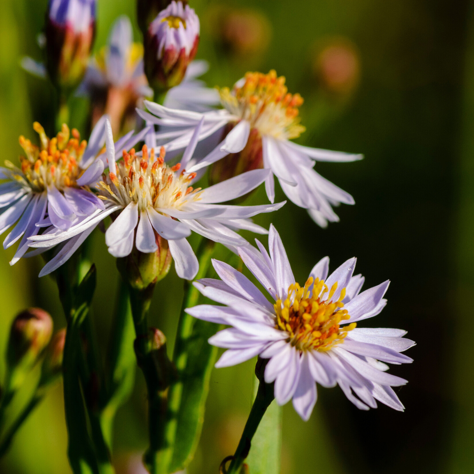 Aster tripolium - zulte of zeeaster
