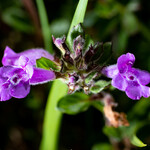 Clinopodium menthifolium