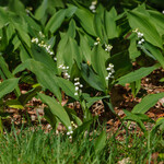 Convallaria majalis